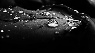 grayscale macro photography of leaf with water drops